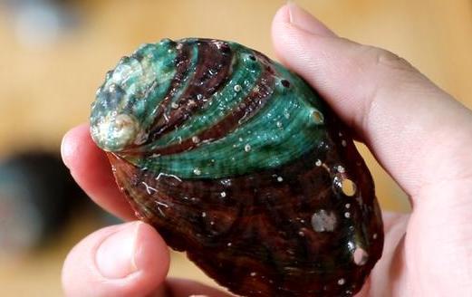 鯧魚(yú)的家常做法(紅燒鯧魚(yú)的家常做法) 鯧魚(yú)的家常做法(紅燒鯧魚(yú)的家常做法)