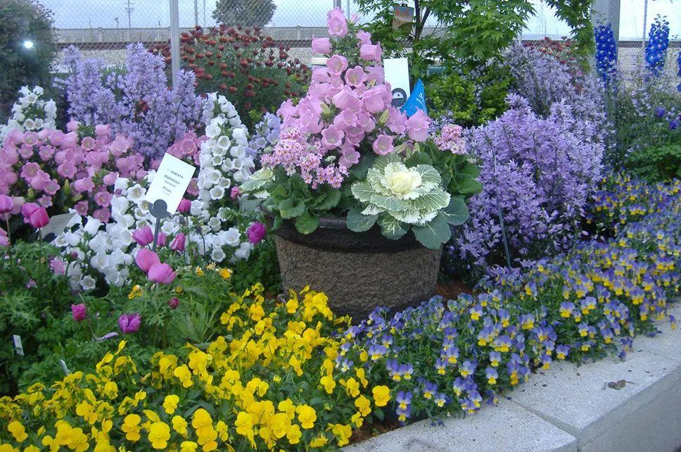 風(fēng)鈴草的繁殖方法，丹麥風(fēng)鈴草開(kāi)完花就不要了嗎？