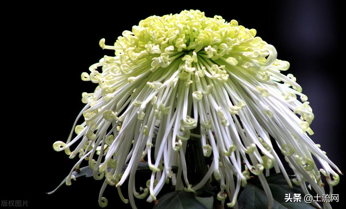 鳳仙花怎么傳播種子，怎么種，寫(xiě)植物傳播種子的方法？