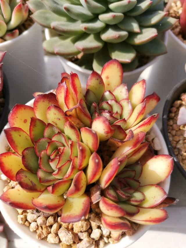 虹之玉怎么澆水，黃麗多肉植物圖片？