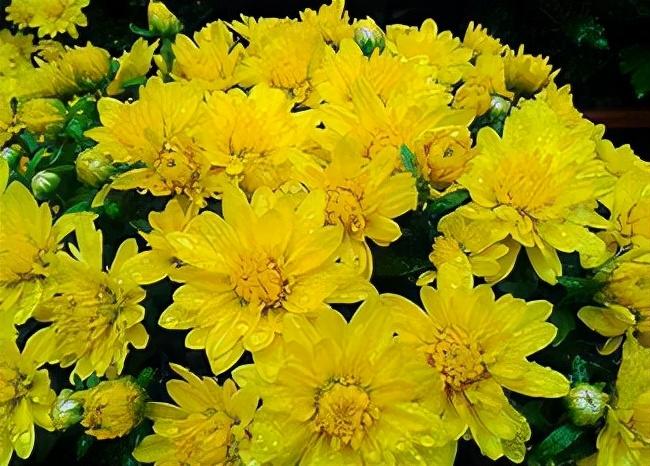 風(fēng)信子怎么度過(guò)冬天，冬天會(huì )被凍死嗎，風(fēng)信子冬季可以放室外？