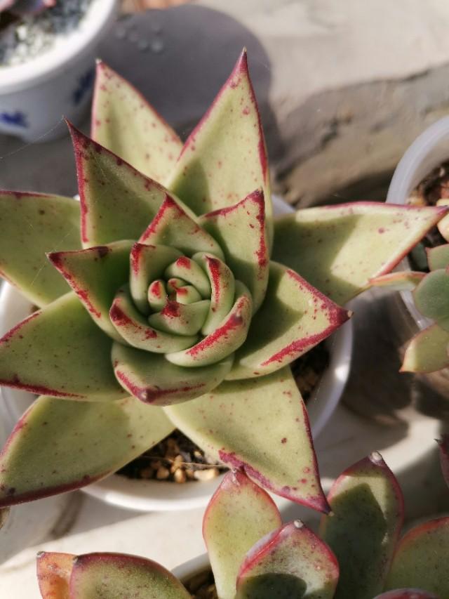 虹之玉怎么澆水，黃麗多肉植物圖片？