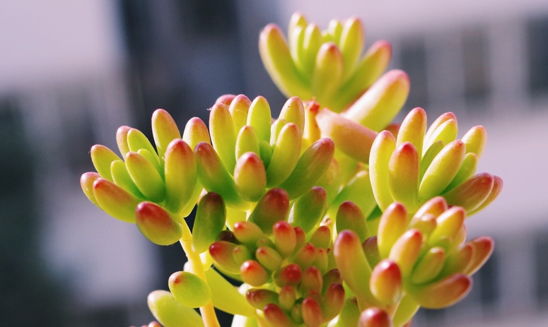 虹之玉徒長(cháng)怎么辦，虹之玉徒長(cháng)嚴重圖片？