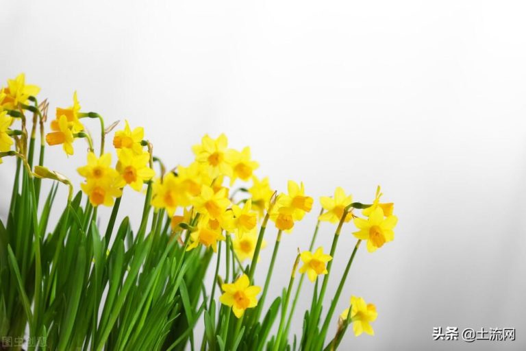 鳳仙花怎么傳播種子，怎么種，寫(xiě)植物傳播種子的方法？