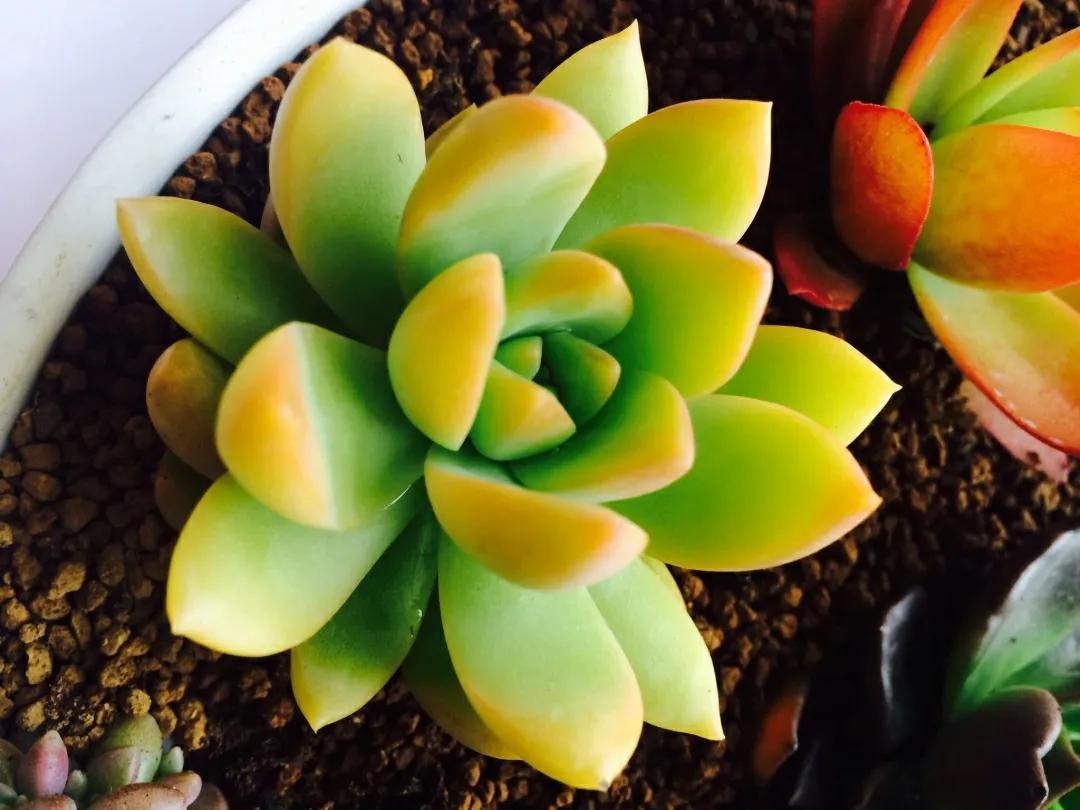 黃麗什么時(shí)候開(kāi)花，黃麗多肉怎么養才漂亮？