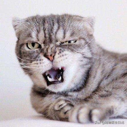 有價(jià)值三四百的貓嗎（三四百能買(mǎi)什么貓）