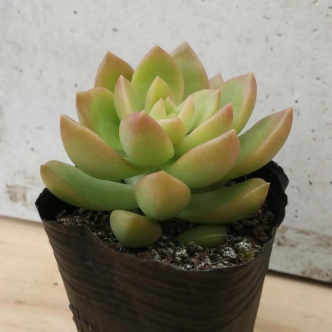 黃麗什么時(shí)候開(kāi)花，黃麗多肉怎么養才漂亮？