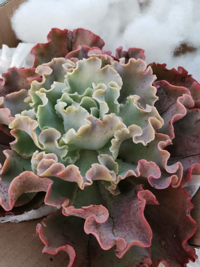 虹之玉怎么澆水，黃麗多肉植物圖片？