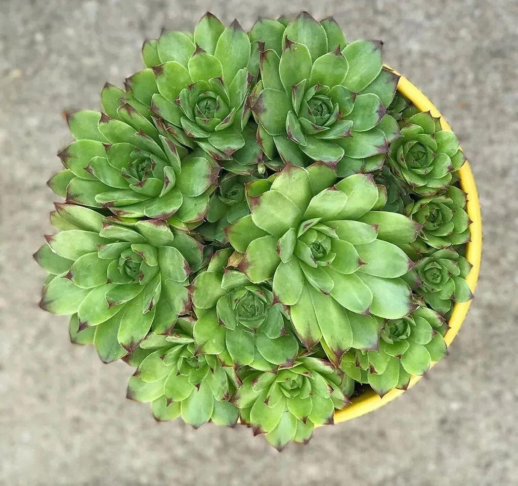 虹之玉的繁殖方法大全，虹之玉怎么葉插繁殖？