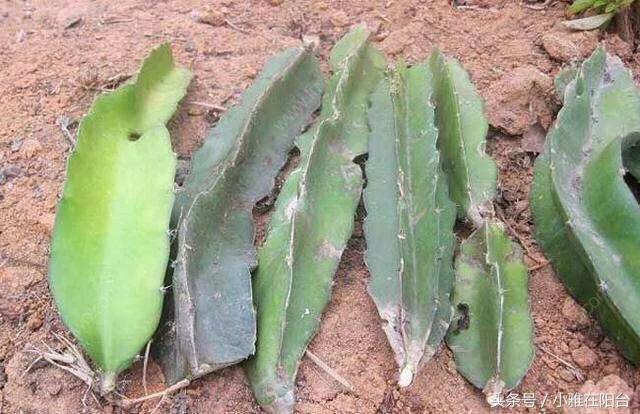 火龍果扦插后多久可以澆水，扦插多久結果，火龍果扦插后要澆水嗎？