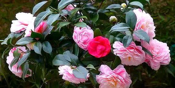 鳳仙花怎么修剪，什么季節可以修剪，鳳仙花哪個(gè)季節開(kāi)放？