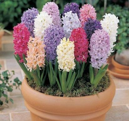 風(fēng)信子開(kāi)完花后怎么處理，怎么留種，風(fēng)信子土培好還水培好？