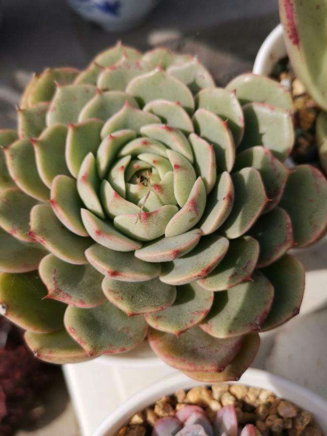 虹之玉怎么澆水，黃麗多肉植物圖片？