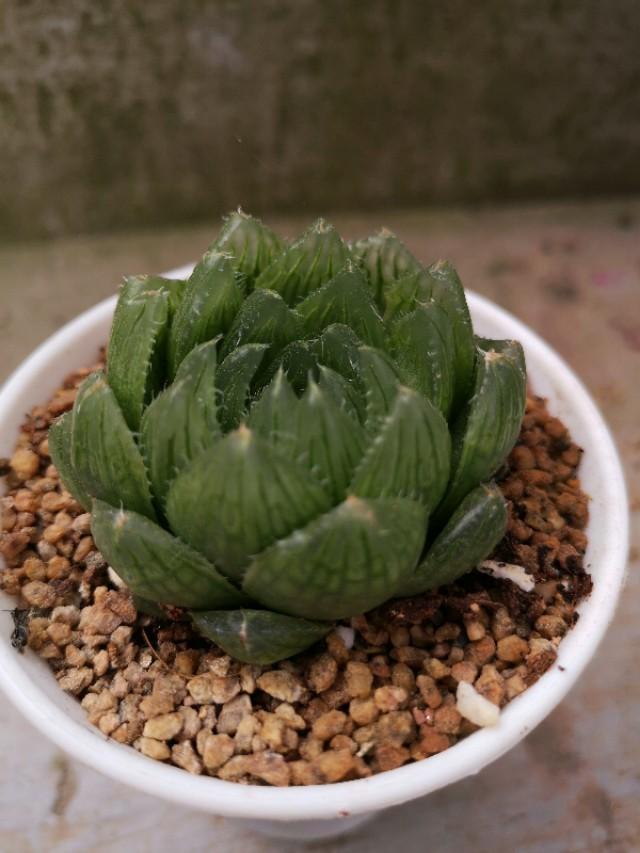 虹之玉怎么澆水，黃麗多肉植物圖片？