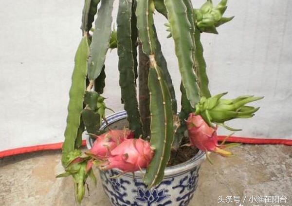 火龍果扦插后多久可以澆水，扦插多久結果，火龍果扦插后要澆水嗎？