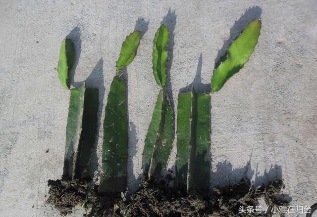 火龍果扦插后多久可以澆水，扦插多久結果，火龍果扦插后要澆水嗎？