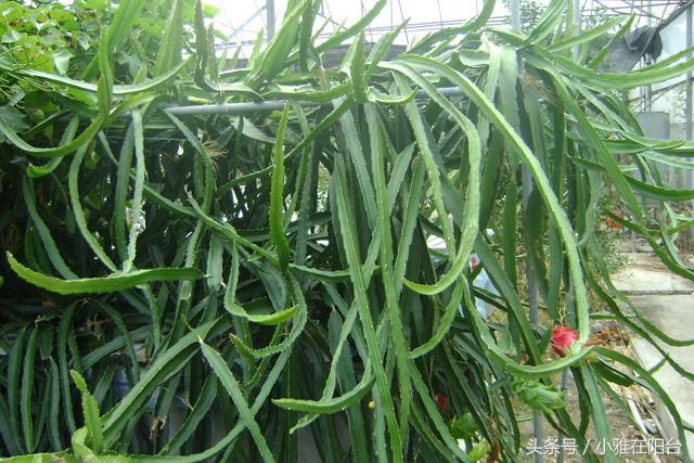 火龍果扦插后多久可以澆水，扦插多久結果，火龍果扦插后要澆水嗎？