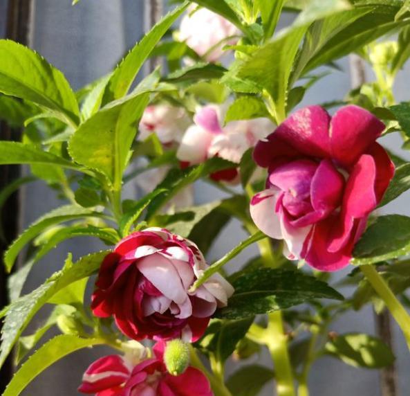 鳳仙花施肥和澆水要領(lǐng)，施肥多了怎么辦，鳳仙花什么時(shí)候澆水最好？