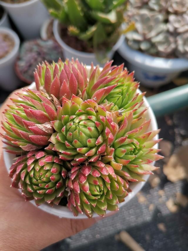 虹之玉怎么澆水，黃麗多肉植物圖片？