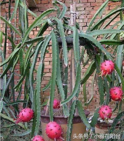 火龍果扦插后多久可以澆水，扦插多久結果，火龍果扦插后要澆水嗎？