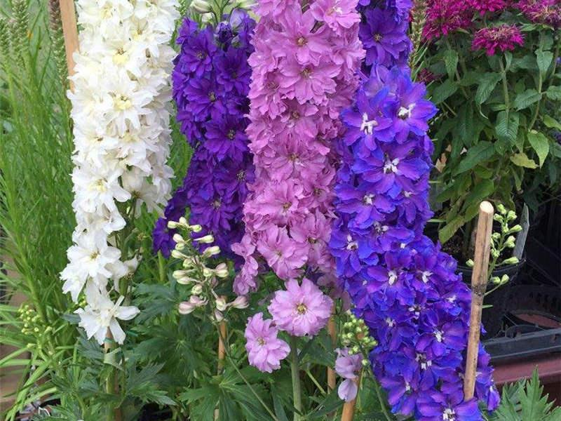 飛燕草如何施肥，大花飛燕草怎么過(guò)冬？