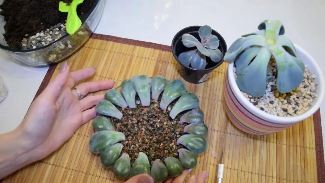 虹之玉的繁殖方法大全，虹之玉怎么葉插繁殖？