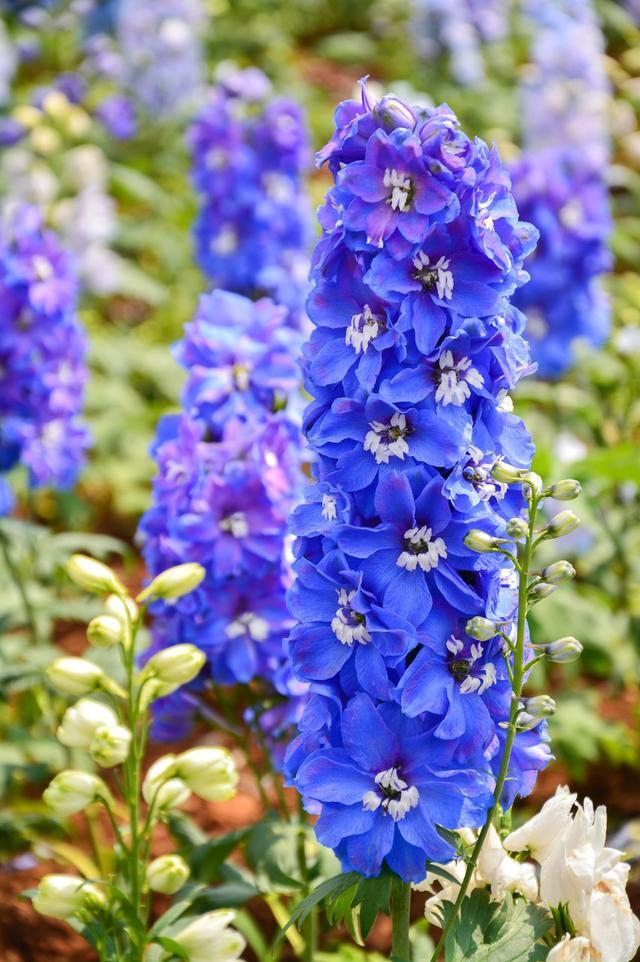 飛燕草的繁殖方法有哪些，飛燕草圖片？