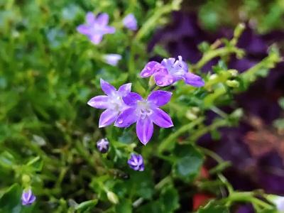 風(fēng)鈴草怎么施肥，風(fēng)鈴草的樣子？