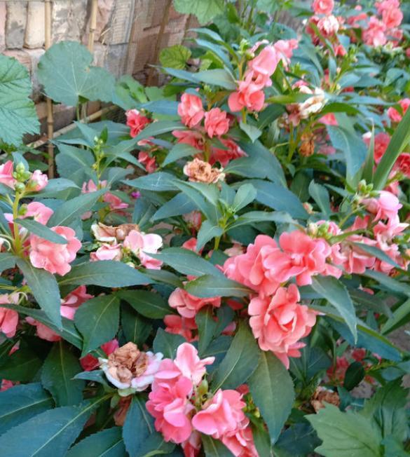 鳳仙花施肥和澆水要領(lǐng)，施肥多了怎么辦，鳳仙花什么時(shí)候澆水最好？