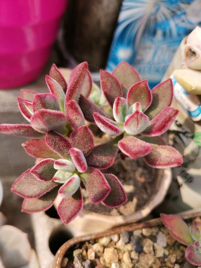 虹之玉怎么澆水，黃麗多肉植物圖片？