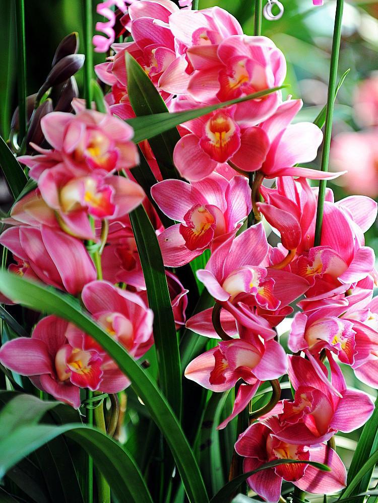 風(fēng)信子怎么度過(guò)冬天，冬天會(huì )被凍死嗎，風(fēng)信子冬季可以放室外？