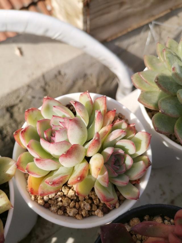 虹之玉怎么澆水，黃麗多肉植物圖片？