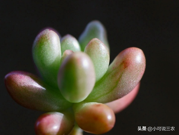 虹之玉長(cháng)高了怎么修剪，虹之玉一碰就掉葉子？