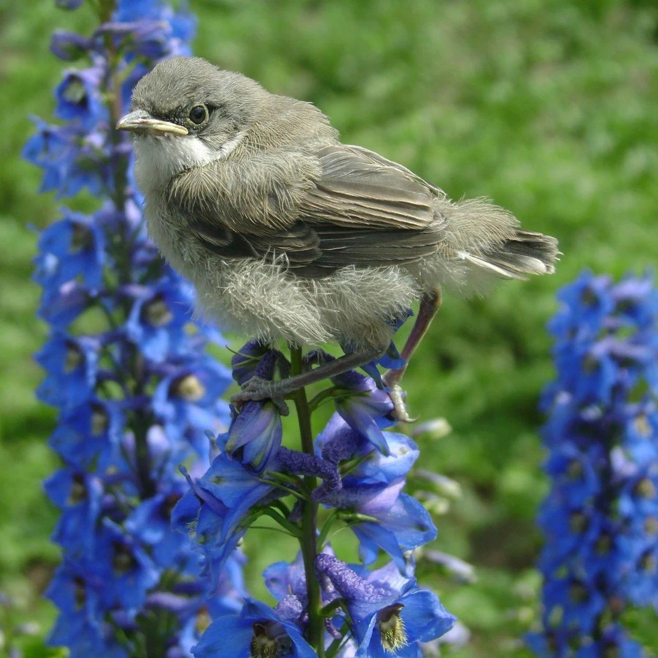 飛燕草的種植方法，冬天能過(guò)冬嗎，大花飛燕草怎么過(guò)冬？