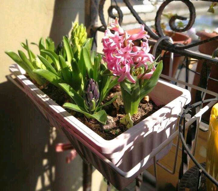 花朵凋謝后的風(fēng)信子怎么養，開(kāi)花后第二年還能開(kāi)花嗎，風(fēng)信子第二年能復花嗎？