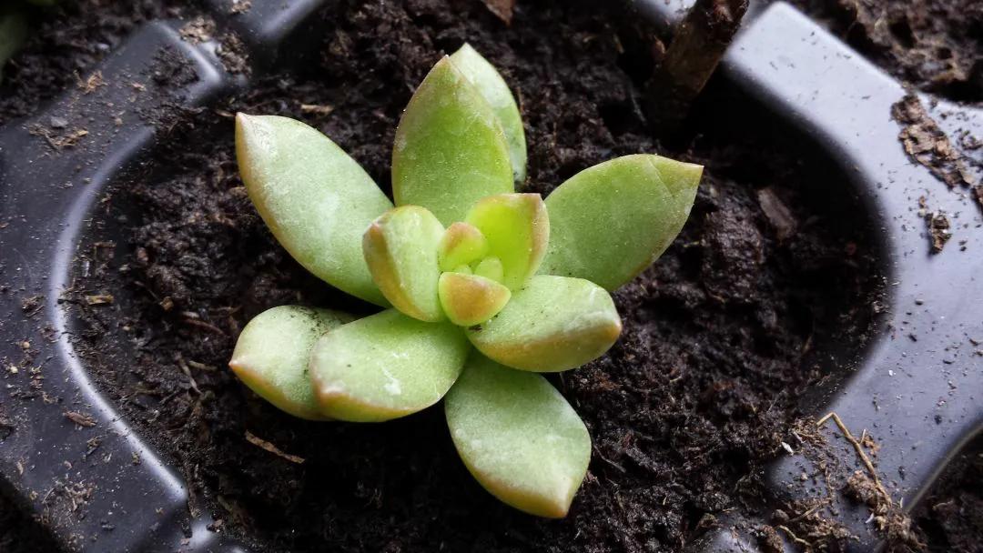 黃麗什么時(shí)候開(kāi)花，黃麗多肉怎么養才漂亮？