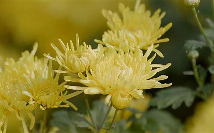 風(fēng)信子怎么度過(guò)冬天，冬天會(huì )被凍死嗎，風(fēng)信子冬季可以放室外？