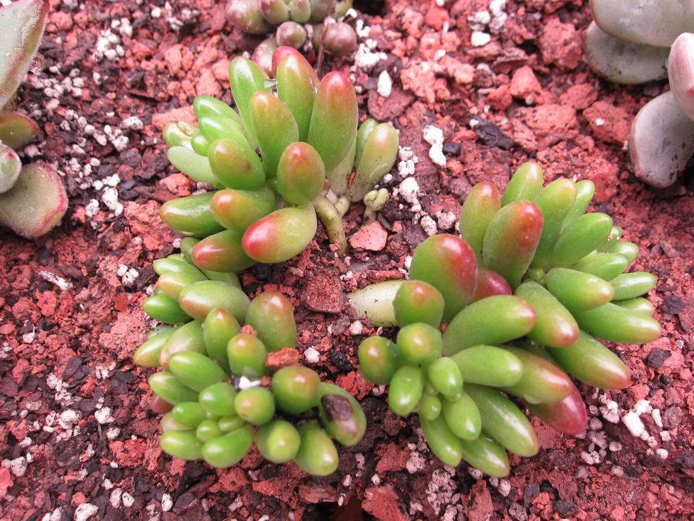 虹之玉徒長(cháng)怎么辦，虹之玉徒長(cháng)嚴重圖片？