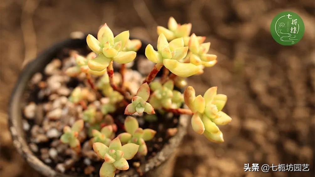 黃麗怎么施肥，黃麗怎么繁殖？