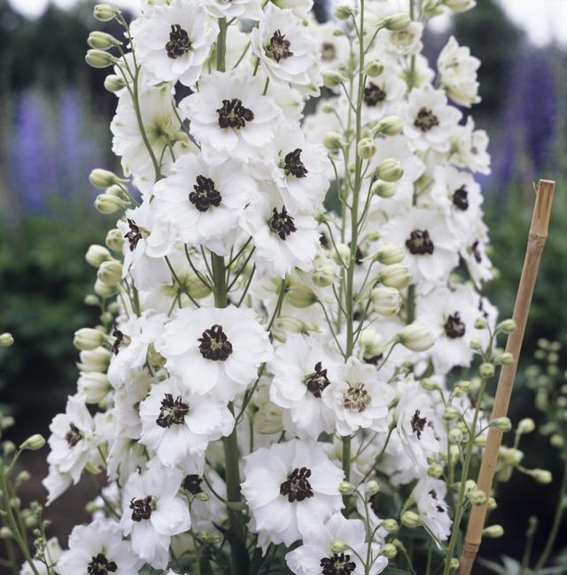 飛燕草的繁殖方法有哪些，飛燕草圖片？