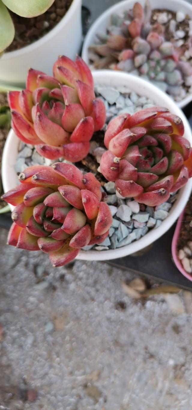 虹之玉怎么澆水，黃麗多肉植物圖片？