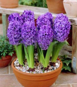 風(fēng)信子開(kāi)完花后怎么處理，怎么留種，風(fēng)信子土培好還水培好？