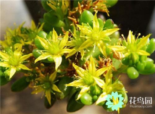 虹之玉開(kāi)花嗎，虹之玉開(kāi)花圖片欣賞？