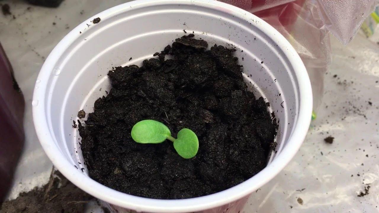 飛燕草的種植方法，冬天能過(guò)冬嗎，大花飛燕草怎么過(guò)冬？