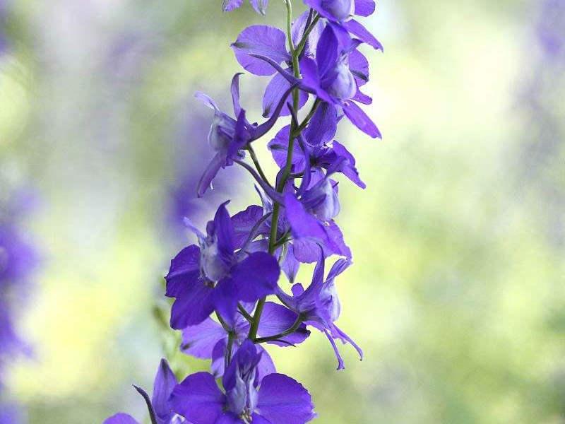 飛燕草如何施肥，大花飛燕草怎么過(guò)冬？