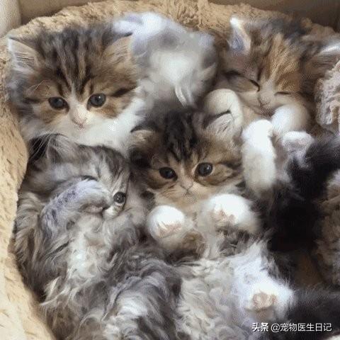 有價(jià)值三四百的貓嗎（三四百能買(mǎi)什么貓）