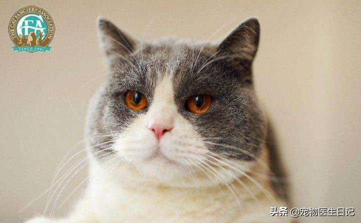 有價(jià)值三四百的貓嗎（三四百能買(mǎi)什么貓）