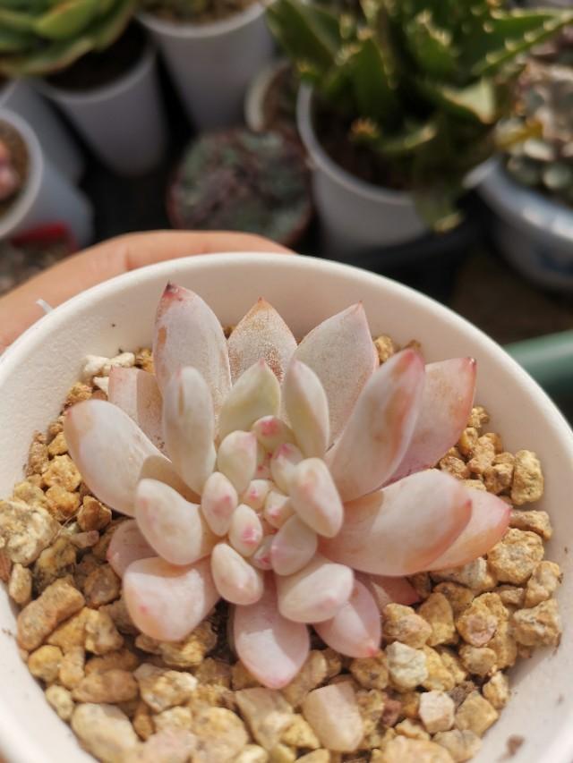 虹之玉怎么澆水，黃麗多肉植物圖片？