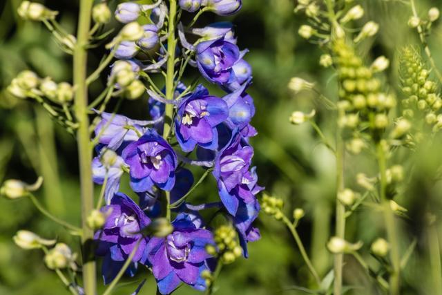 飛燕草的繁殖方法有哪些，飛燕草圖片？