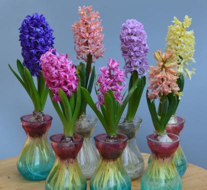 風(fēng)信子開(kāi)完花后怎么處理，怎么留種，風(fēng)信子土培好還水培好？